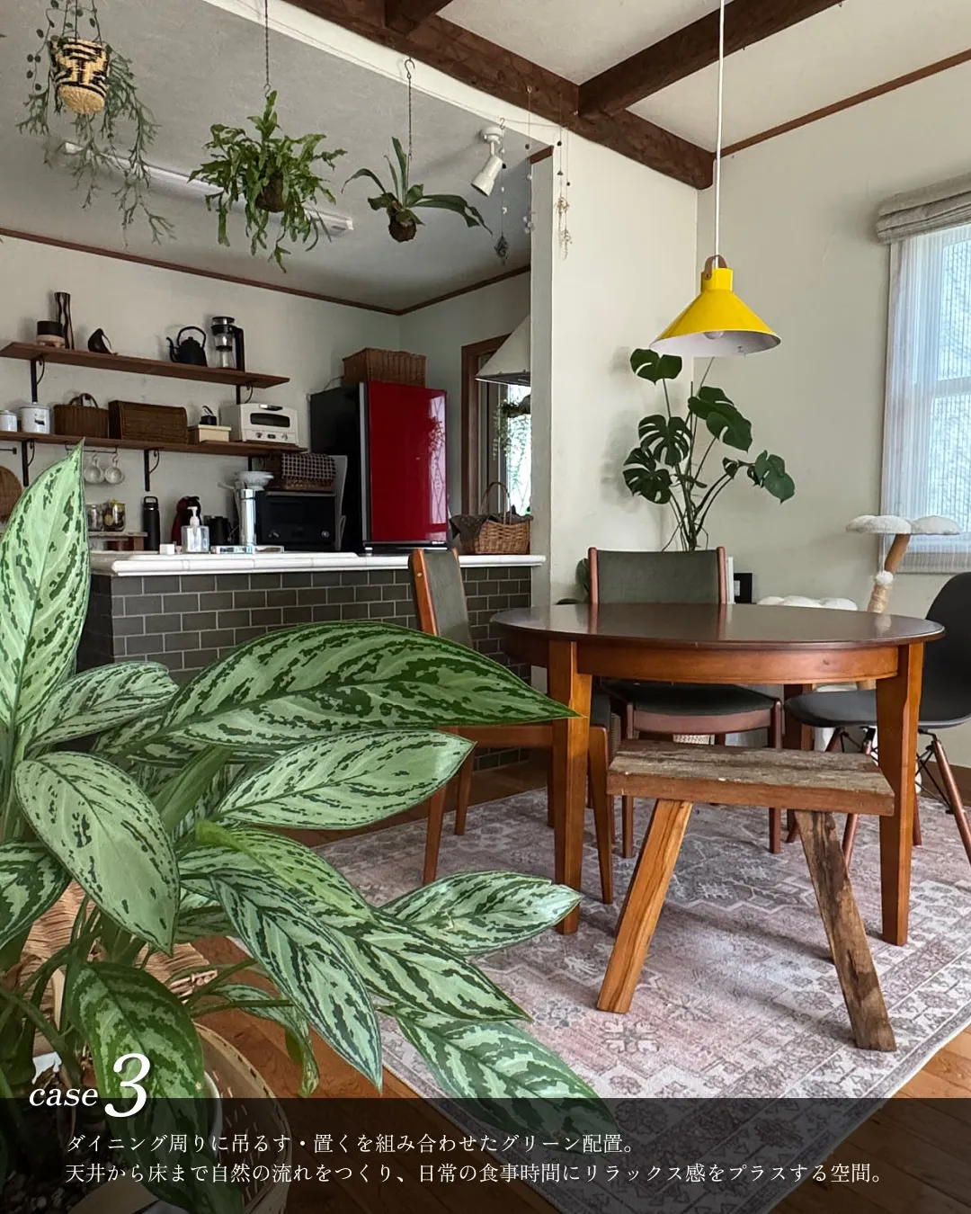 観葉植物レイアウト4選🪴